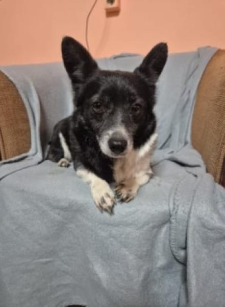 Marry - dein Seelenhund