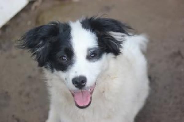 Hundekind sucht Bestplatz