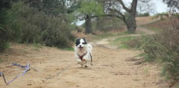 Hundekind sucht Bestplatz