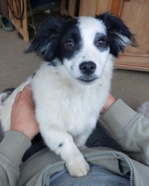 Hundekind sucht Bestplatz
