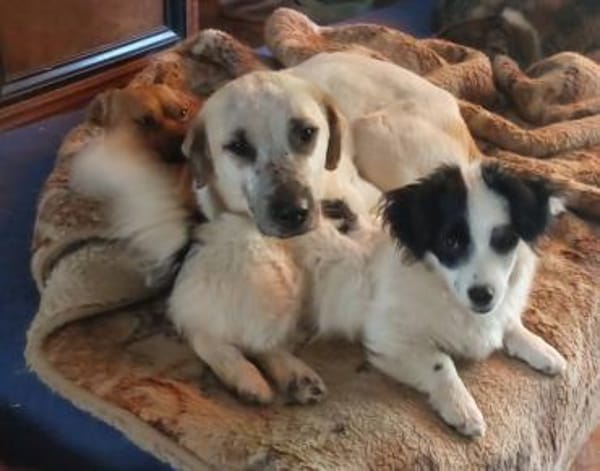 Hundekind sucht Bestplatz
