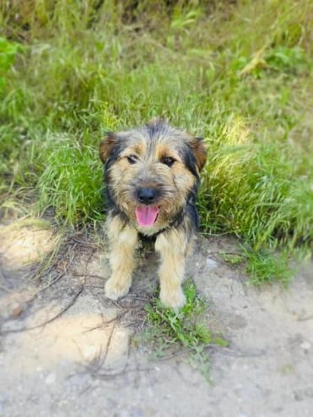 Roschka sucht ein Zuhause
