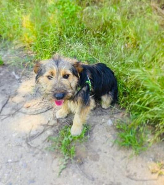 Roschka sucht ein Zuhause