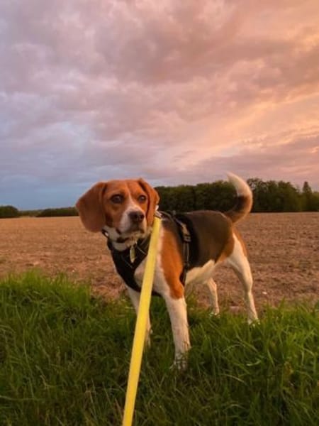 PIPPO-charmanter,verschmusterBeagle-Rüde