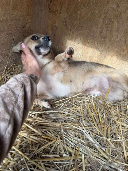 PEPITA  unsere kleine Maus
