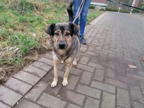 Liebe Hundeomi KATE sucht ♥