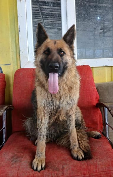 Ronja sucht ein Zuhause / Pflegestelle