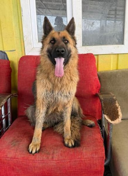 Ronja sucht ein Zuhause / Pflegestelle