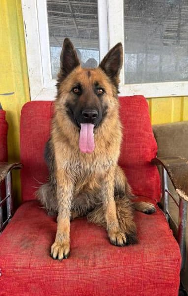 Ronja sucht ein Zuhause / Pflegestelle