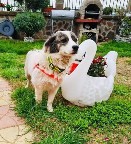 Snoopy ein lieber Kokoni Mix