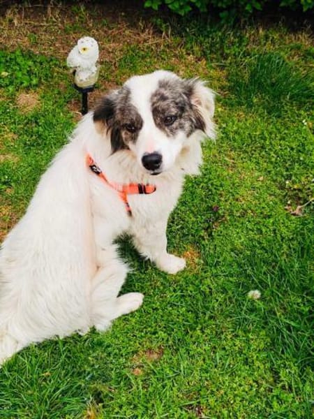 Snoopy ein lieber Kokoni Mix