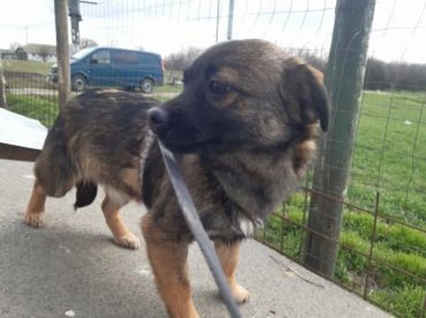 MADDOX   kleines 5monatiges Hundekin