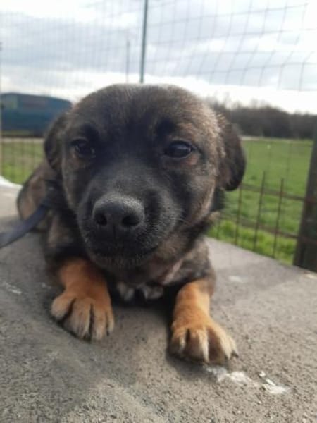 MADDOX   kleines 5monatiges Hundekin