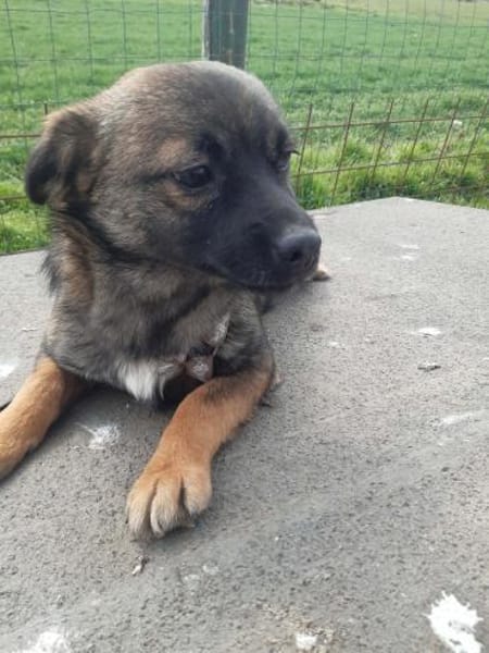 MADDOX   kleines 5monatiges Hundekin