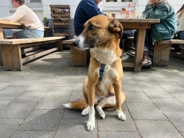 Rhaza, stubenreine Hündin, ca. 5 Jahre