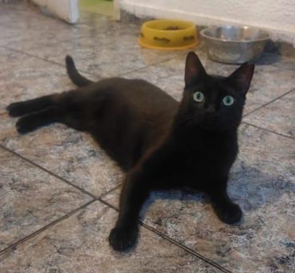 Schatz Negrito bei München (ALO)