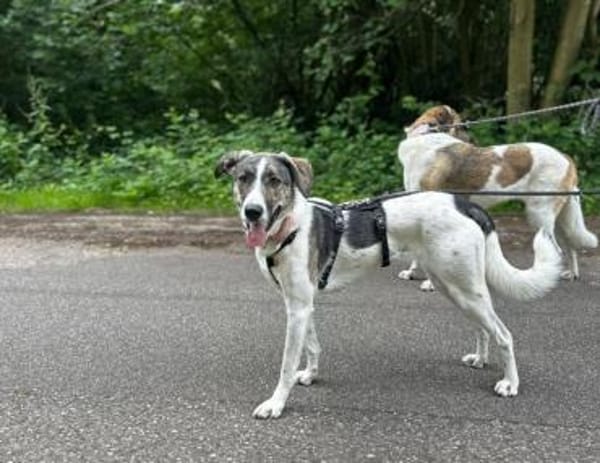 London - Wasserratte sucht Badesee