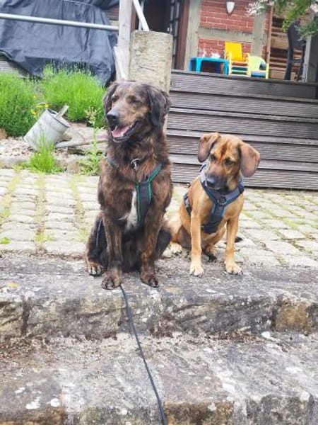 Aceto 🧡langhaariger Segugio in Pflegest