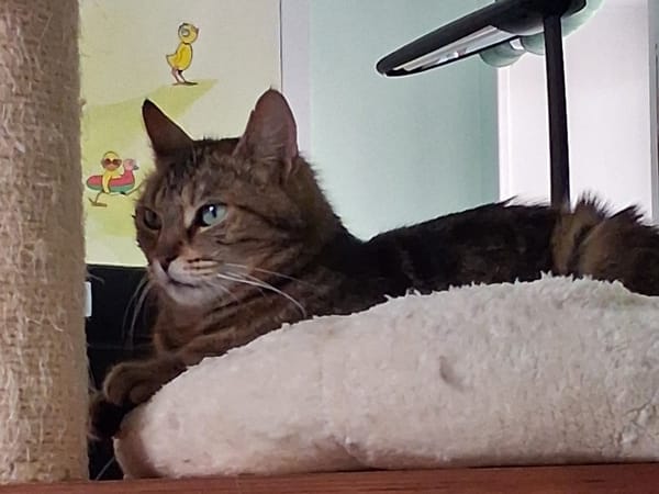 Clochette