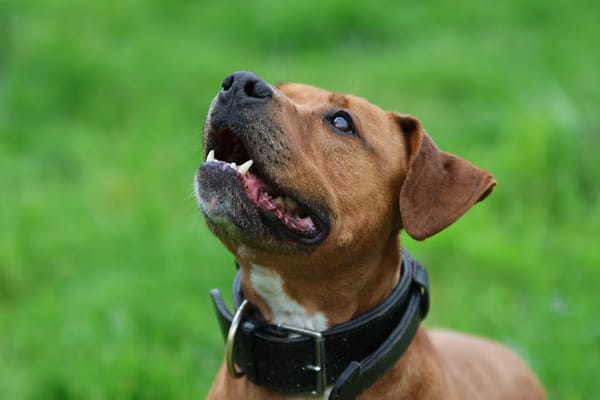 LAIKO