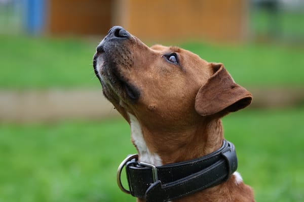 LAIKO