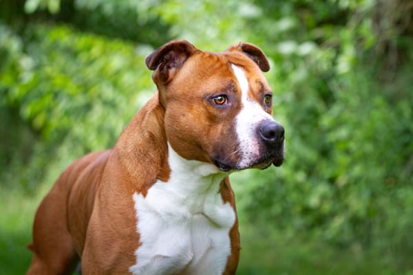 Drago