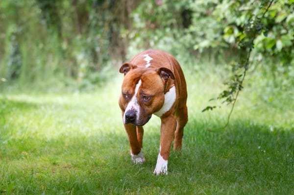 Drago