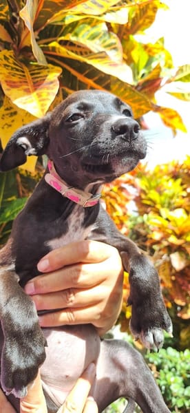 ARONA , chiot femelle Berger Créole