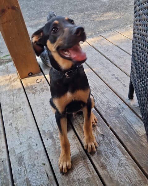 CLINT, chiot mâle Berger Créole