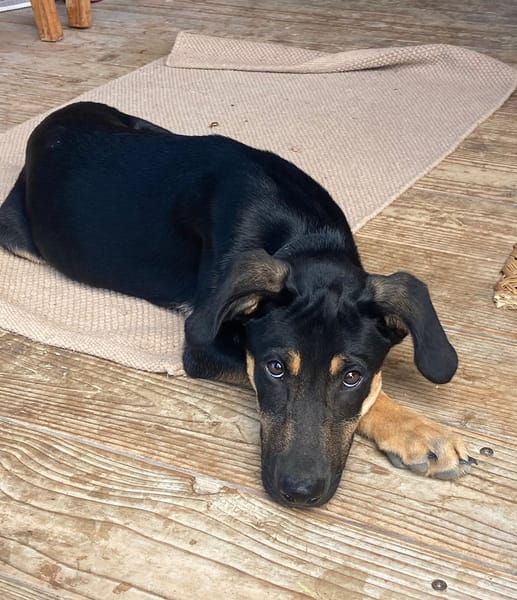 CLINT, chiot mâle Berger Créole