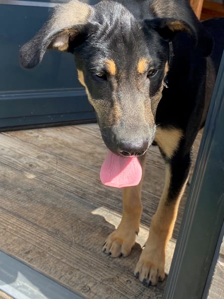 CLINT, chiot mâle Berger Créole