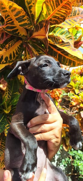 KELINA , chiot femelle Berger Créole