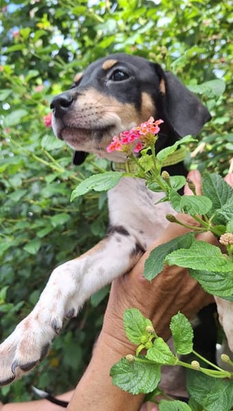 MANEA , chiot femelle Berger Créole