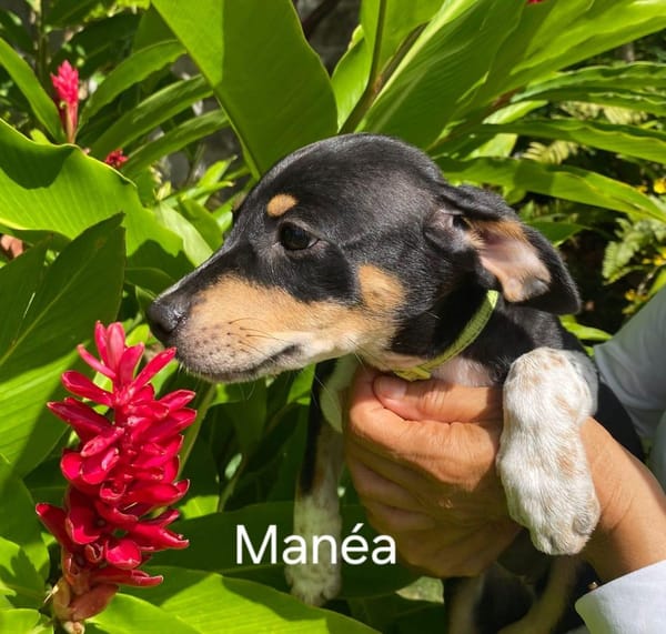 MANEA , chiot femelle Berger Créole