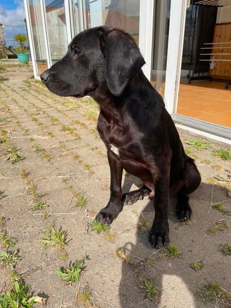Lupin