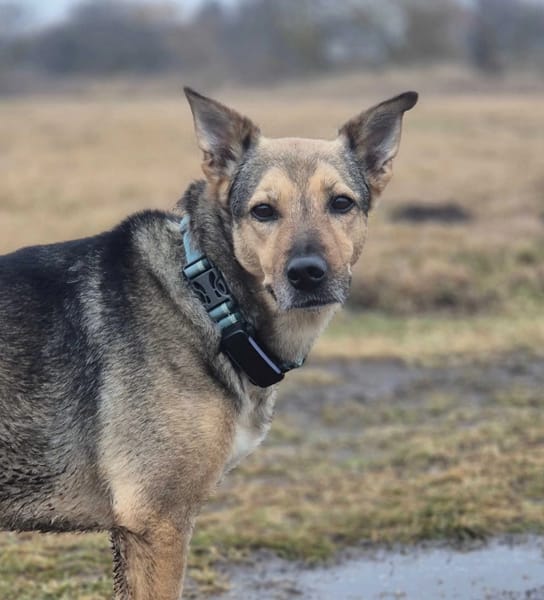 Rudi
