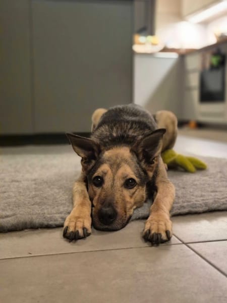 Rudi