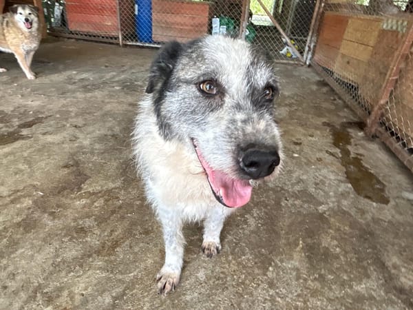 ROCO