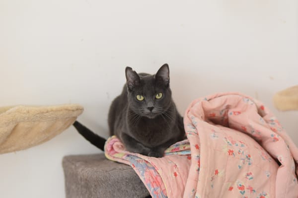 CATINESA