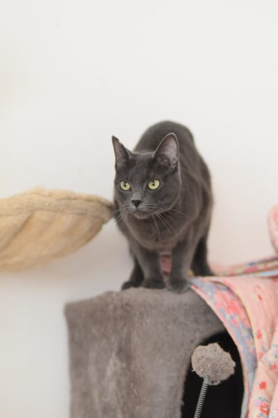 CATINESA