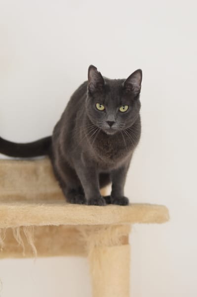 CATINESA