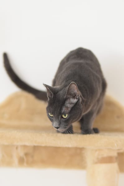 CATINESA