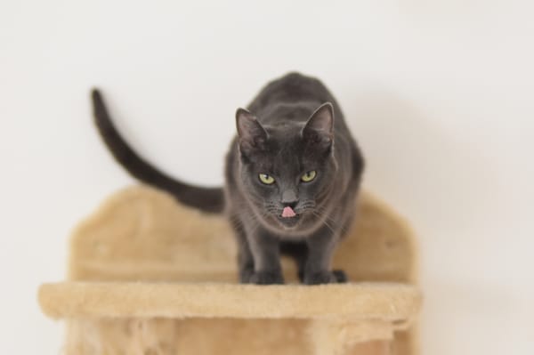 CATINESA