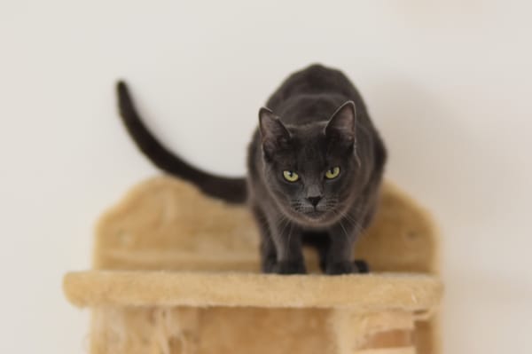 CATINESA