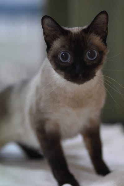 SELENE