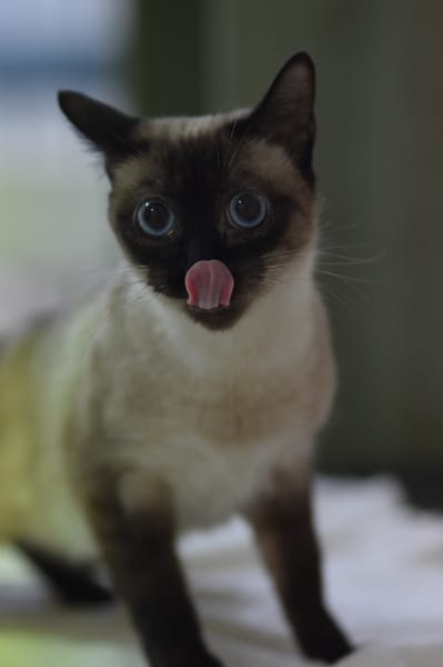 SELENE