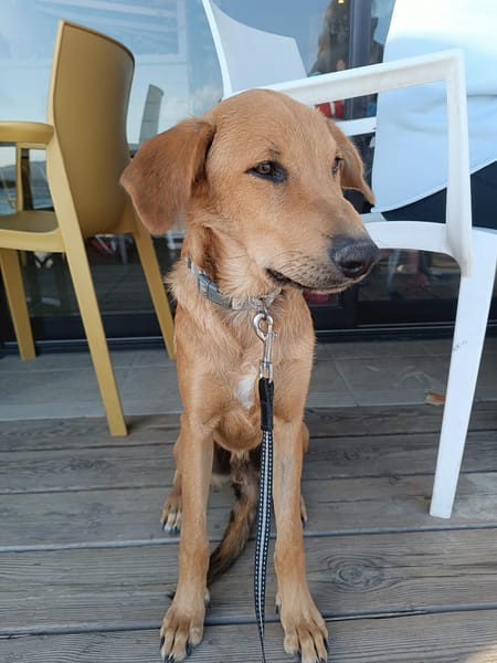 Loki, je suis un amour