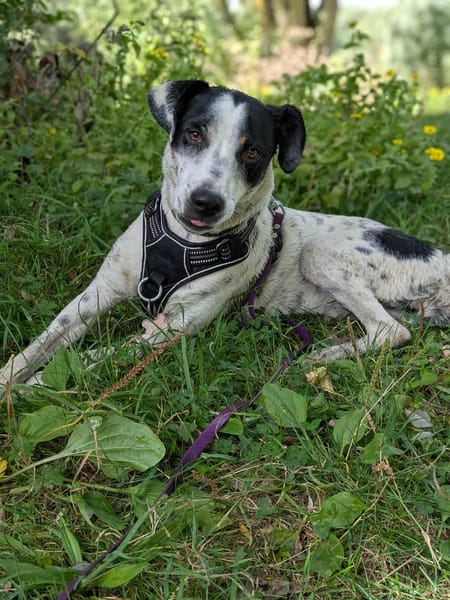Vador l'adorable petit tripatte