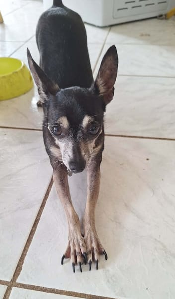 ZIGGY le petit pinscher
