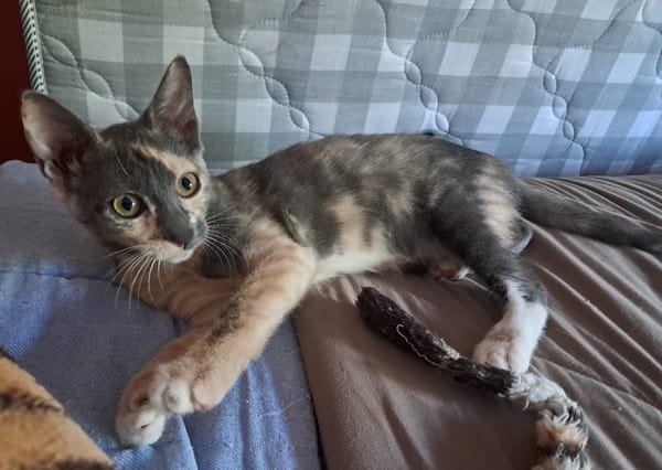BABETH Chaton femelle type européen